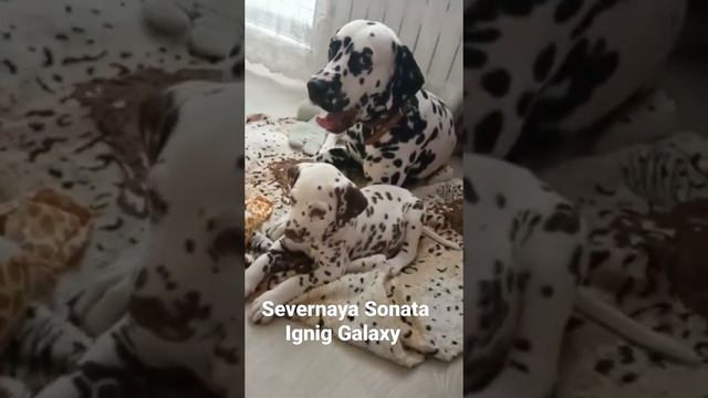 щенок далматина. п-к Северная Соната