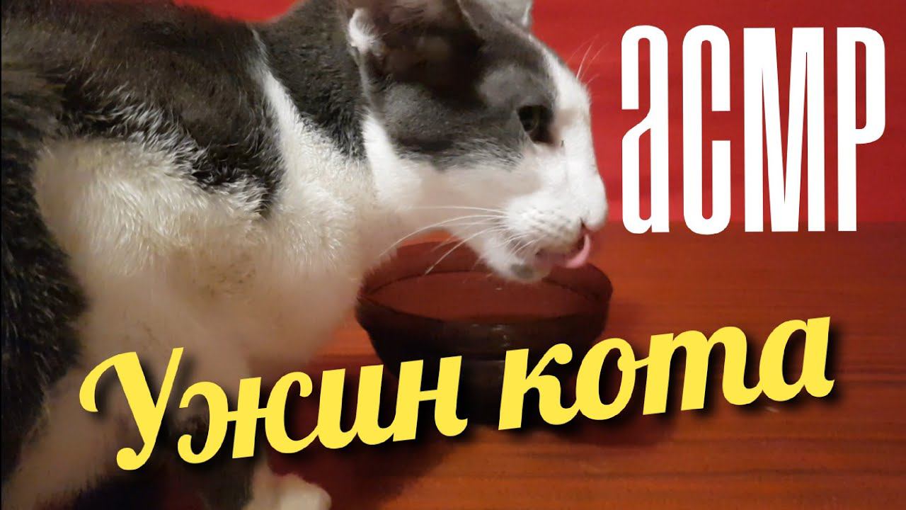 АСМР / ASMR - КОТ ГАГАРИН УЖИНАЕТ РАГУ В СОУСЕ // Gagaren the cat has a dinner