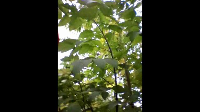 За яблоками