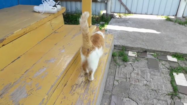 Кошка Ареша. Пушистая милашка.