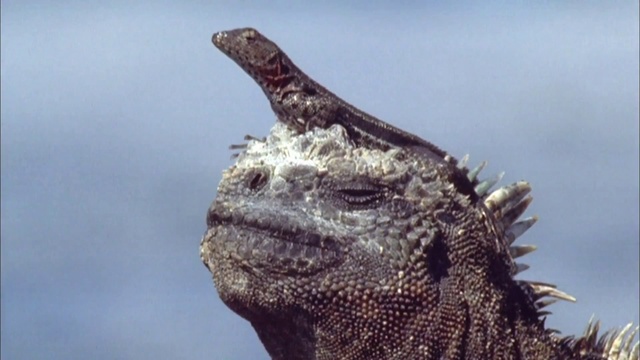 Les visiteurs - 1080 HD