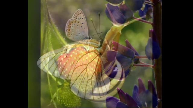 Летняя песенка 🌞🦋🐞🦋🐝🌹🎉🌻Стихи : Лариса Демкина 🗞️ музыка : Владимир Федотов 🎸🎶(ютуб отключил коммен)
