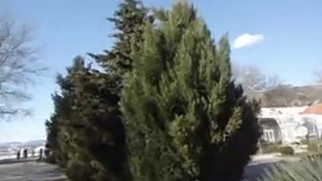 Благодарю всех ,за поздравления!Поздравляю Девчат с Праздником!!