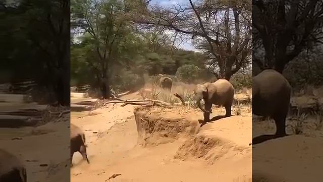 Слоны с трудом передвигаются по пересеченной местности, так как не умеют прыгать