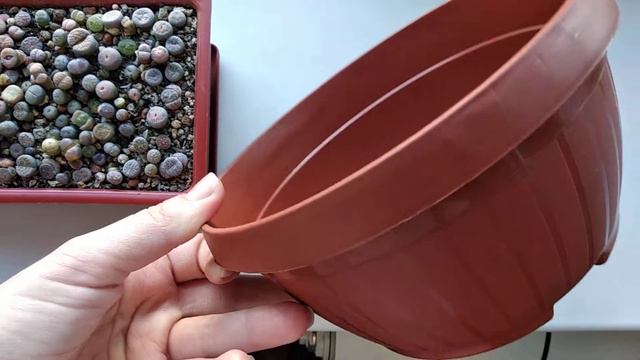 Литопсы🌱Надо что-то делать 🤔