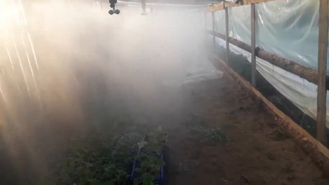 Полив рассады