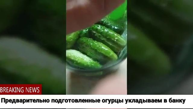 Готовим бочковые огурцы в банках.