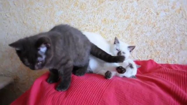 Британские котята шоколадные и шоколад поинт в питомнике British House