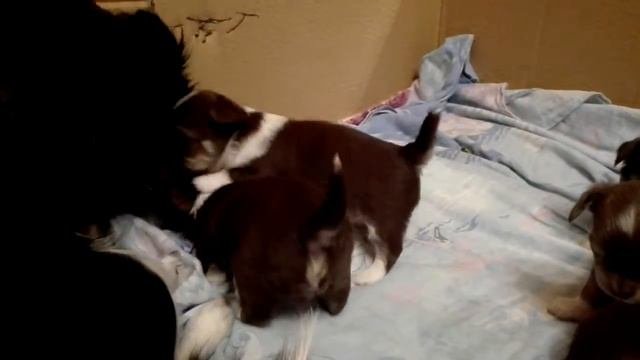 Chihuahua, ЧИХУАХУА ЩЕНКИ  ДШ 25 дней  питомник 