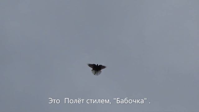 Голуби. Сорока В.М.!