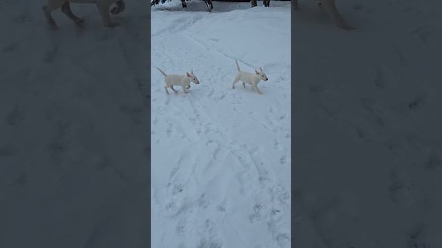 щенки миниатюрного бультерьера☺️