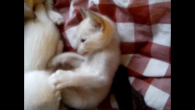 Dog Cat 109 Labrador Siamese