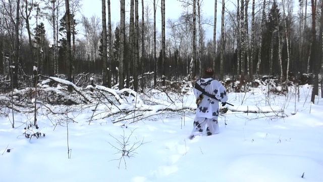 Современная охота на зайцев с русскими гончими как она есть.
