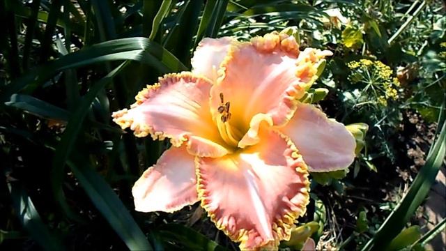 Мои лилейники в один июльский день.  My daylilies in one July day.