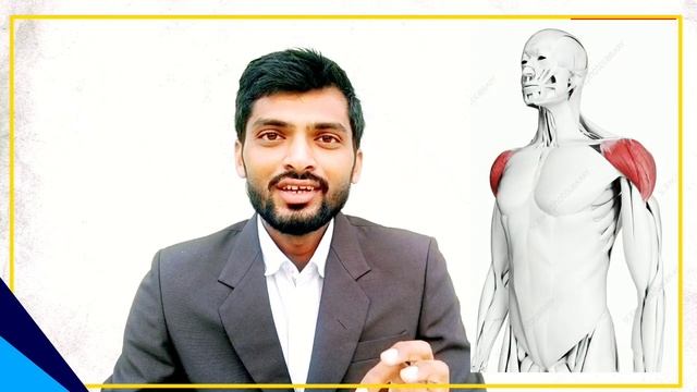 Biceps, triceps and deltoid muscles in hindi | for Yogi