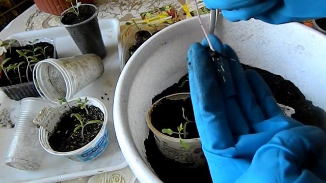 Рассада томатов Надо ли прищипывать корень при пересадке