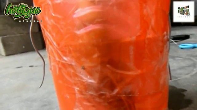CARA MENANAM DENGAN MEDIA AIR   CARA JITU MEMPERBANYAK TUNAS ALOKASIA DARI BONGGOL 100  BERHASIL