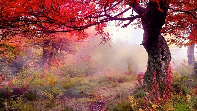 Beautiful Ambient Music for Deep Meditation, Study, Yoga, and Relaxation.