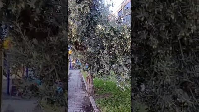 Халява. Повсюду оливковые деревья | Medina Afacan - Турция