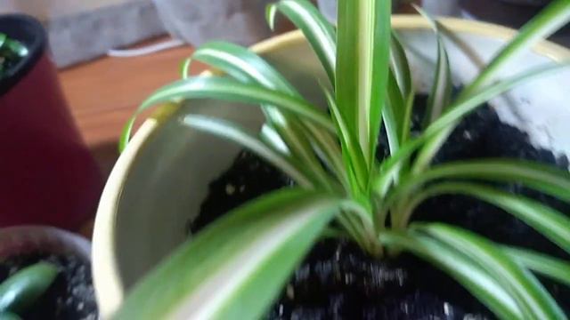 Краткий обзор некоторых комнатных растений🌱