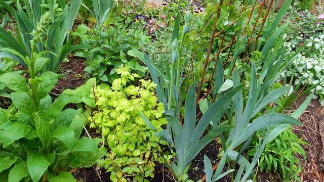 Cottage Rose Garden Walk - Iris, Nepeta and Clematis!