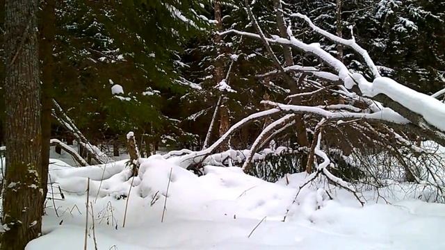 Зимний лес.