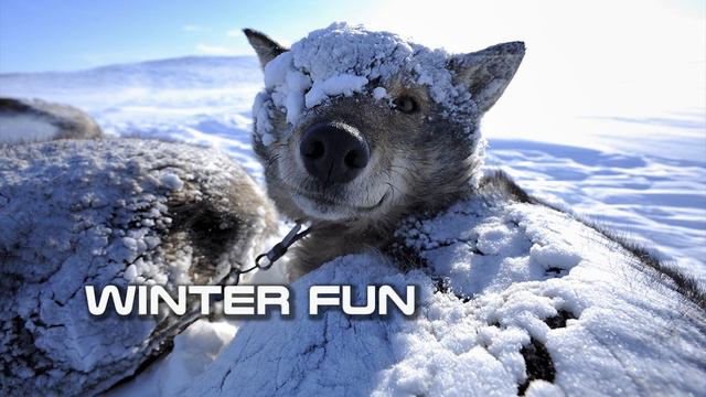 Winter Fun -- PianoHolidayBackground -- Royalty Free Music