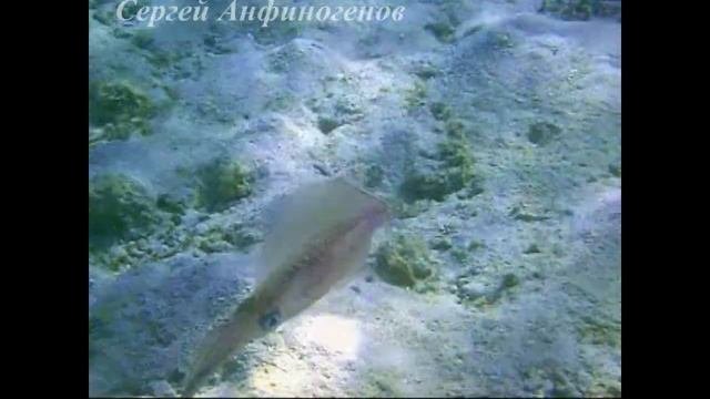 кальмарыкаракатица