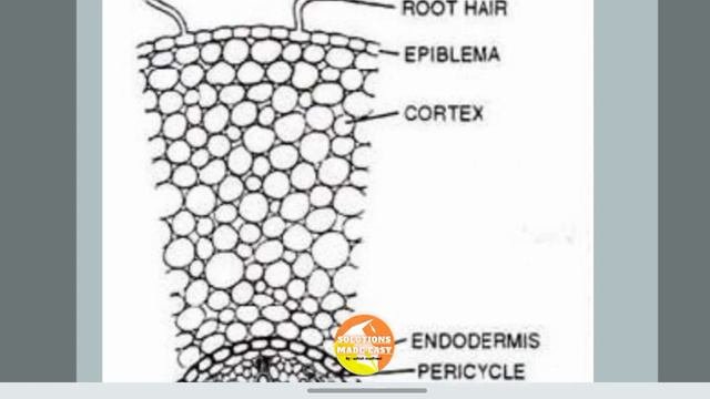 Study Of Permanent Slides Biology Practical Class 11 Experiment 3 Part B Answers