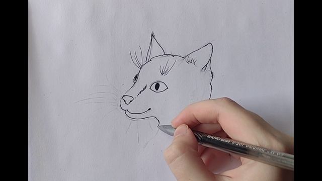 Рисую кота породы Манчкин