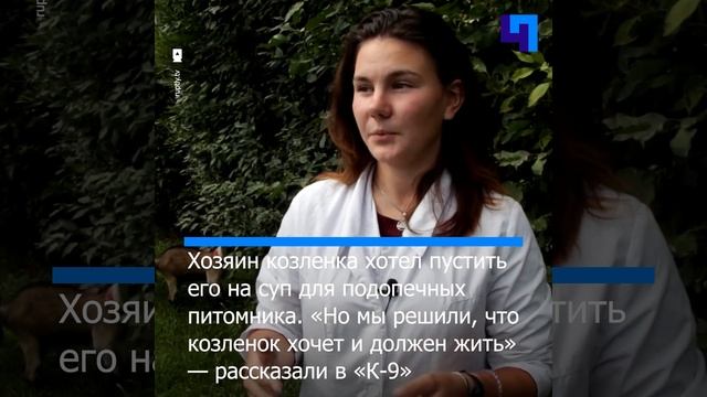 Не суп, а пациент: в иркутском питомнике «К-9» спасли от забоя козленка