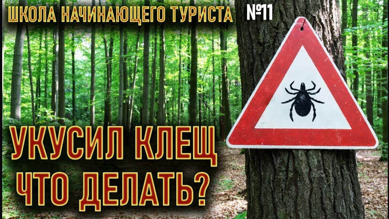 Укусил клещ что делать? школа начинающего туриста №11 Археоклуб