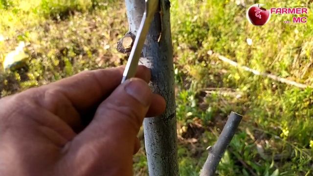 TREX GaLa Apple variety ( Summer Grafting ) April 16/2022 #The_Farmer_MC