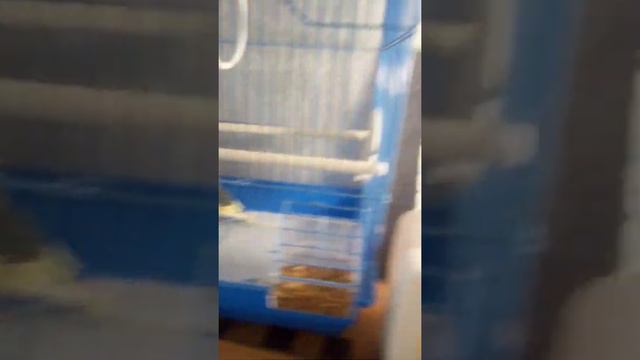 что можно кушать волнистым попугаем а что нельзя