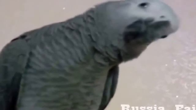 Умный попугай