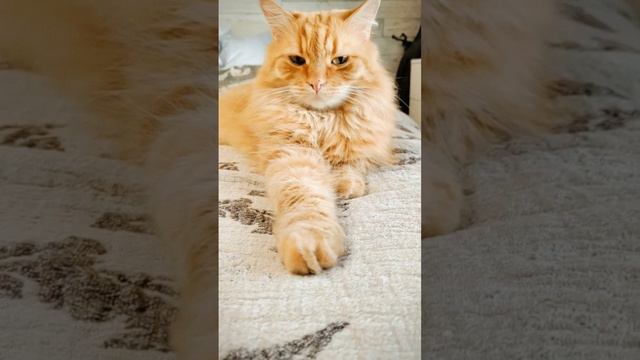 КотоВасия - солнечный кот Васька