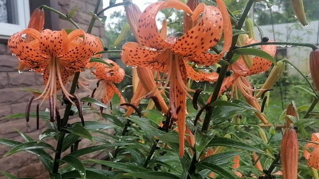 Зацвела #Тигровая_лилия (Lilium Lancifolium), которую мне прошлой осенью прислали из Липецка