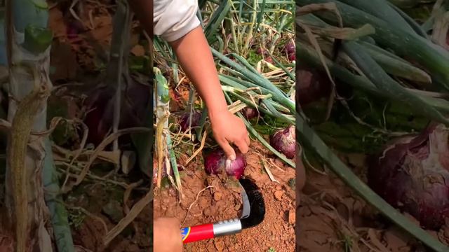 Chinese farmer harvest purple Onion #agriculture