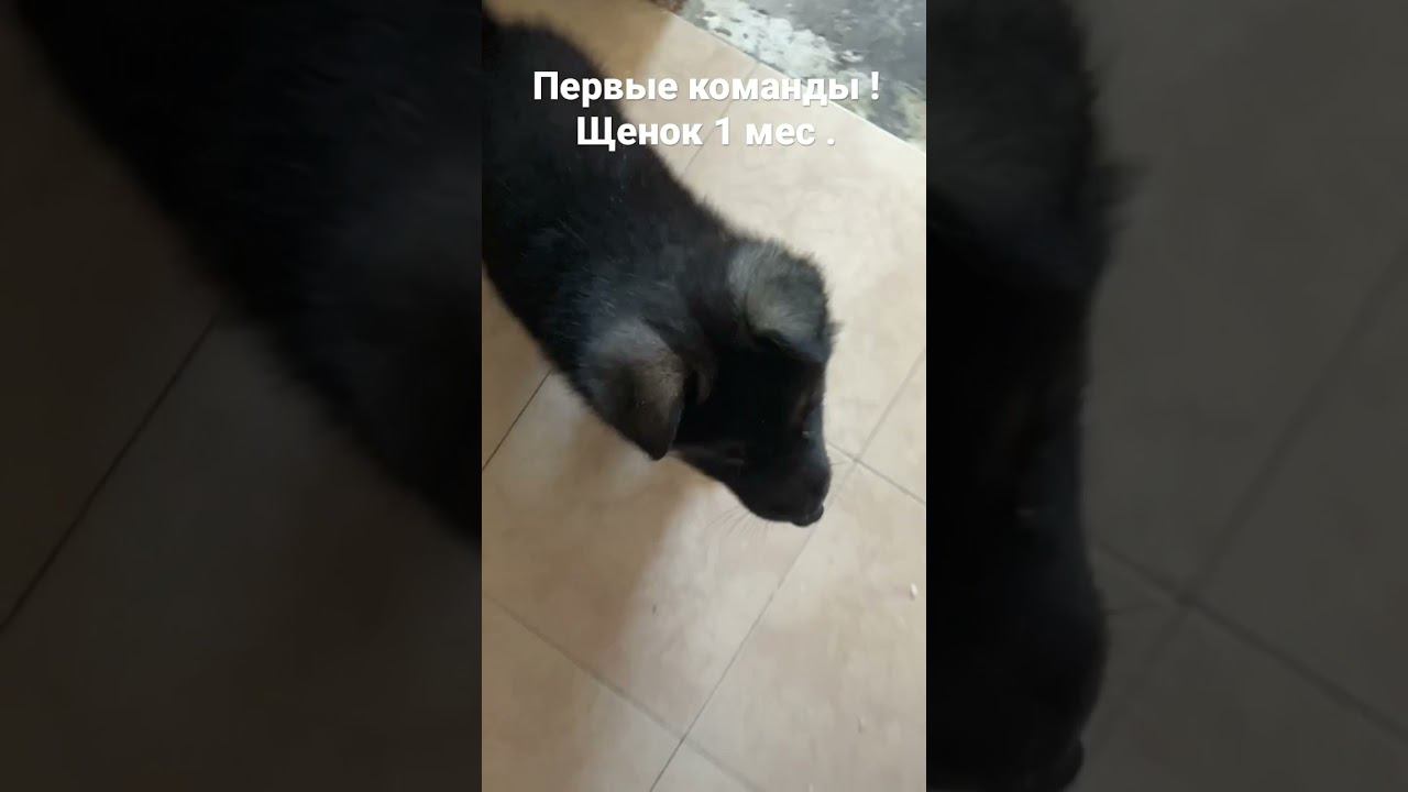 Первые команды для щенка, я в восторге!
