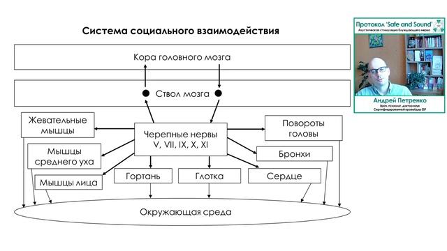 Сфера особого внимания. ССВ. Поливагальная теория. Андрей Петренко.