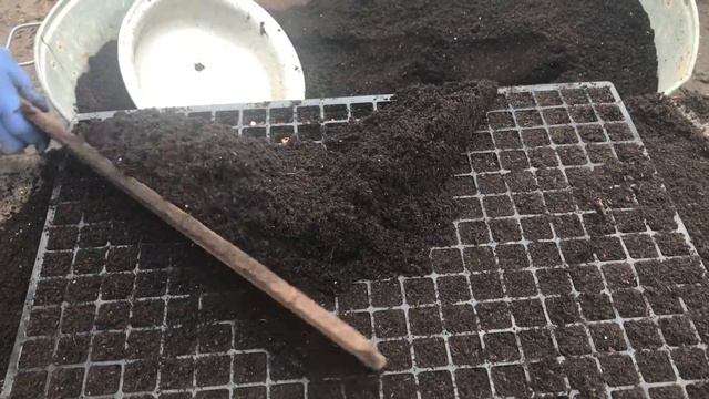 Сеем сладкую кукурузу((((:)