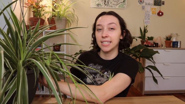 HOW TO PROPAGATE SPIDER PLANT BABIES | water and soil propagation + root dividing a rootbound plant