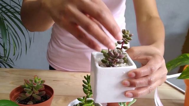 SUCULENTAS ESTIRADAS 🌱 (etiolación) | ¿Porqué sucede? - ✅ SOLUCIÓN