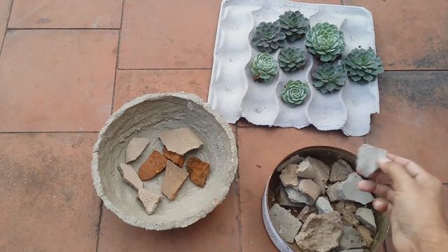 || REPOTTING SUCCULENTS IN WIDE POT ||