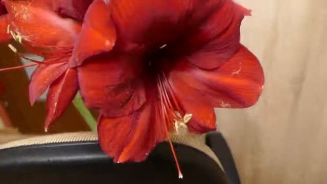 Hippeastrum BENFICA - Amarillis