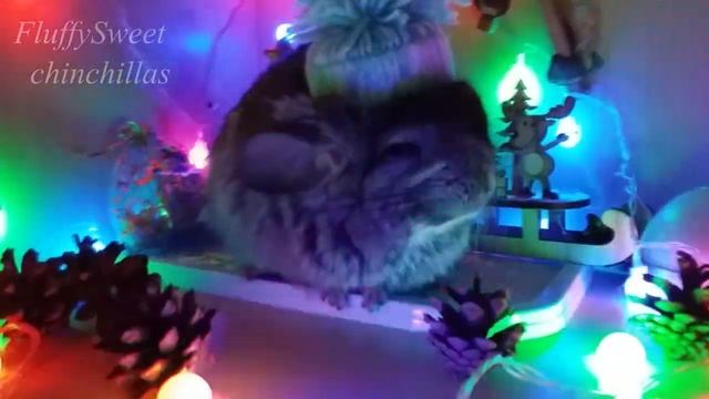 Рекси решила поделится с вами праздничным зимним настроением!?☃️❄