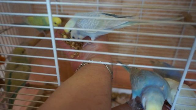 птички от Нео и Аурики( радужные волнистые попугайчики)