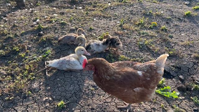 Говядина жареная с кабачками на красном вине / рецепт на сковороде