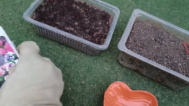 Winter Flower Petunia Ke Seeds Grow Kariye Aasani Se Khubsurat Double Petal or single petal flower