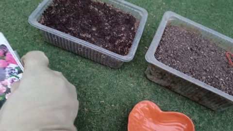 Winter Flower Petunia Ke Seeds Grow Kariye Aasani Se Khubsurat Double Petal or single petal flower